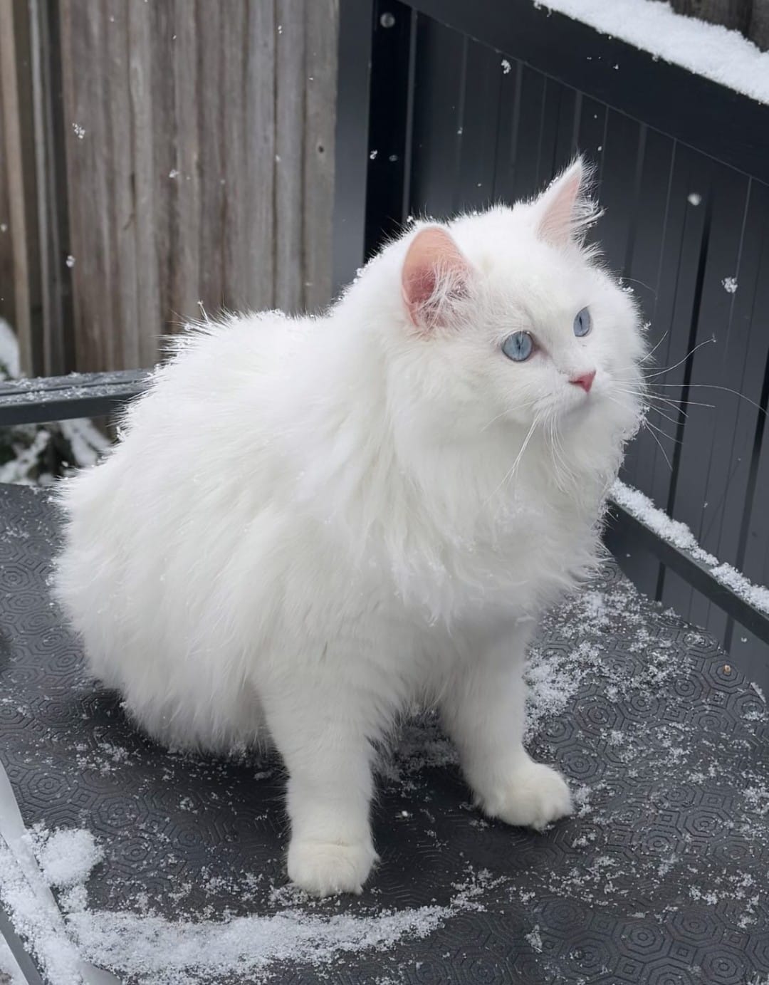 Iris the Siberian kitten playing