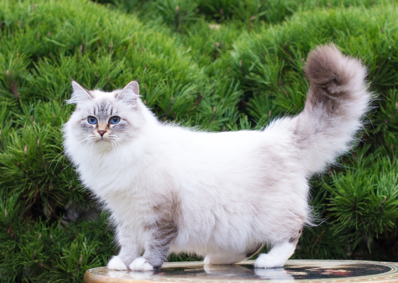 Winter the Blue-Silver-Tabby-Point with White Siberian cat