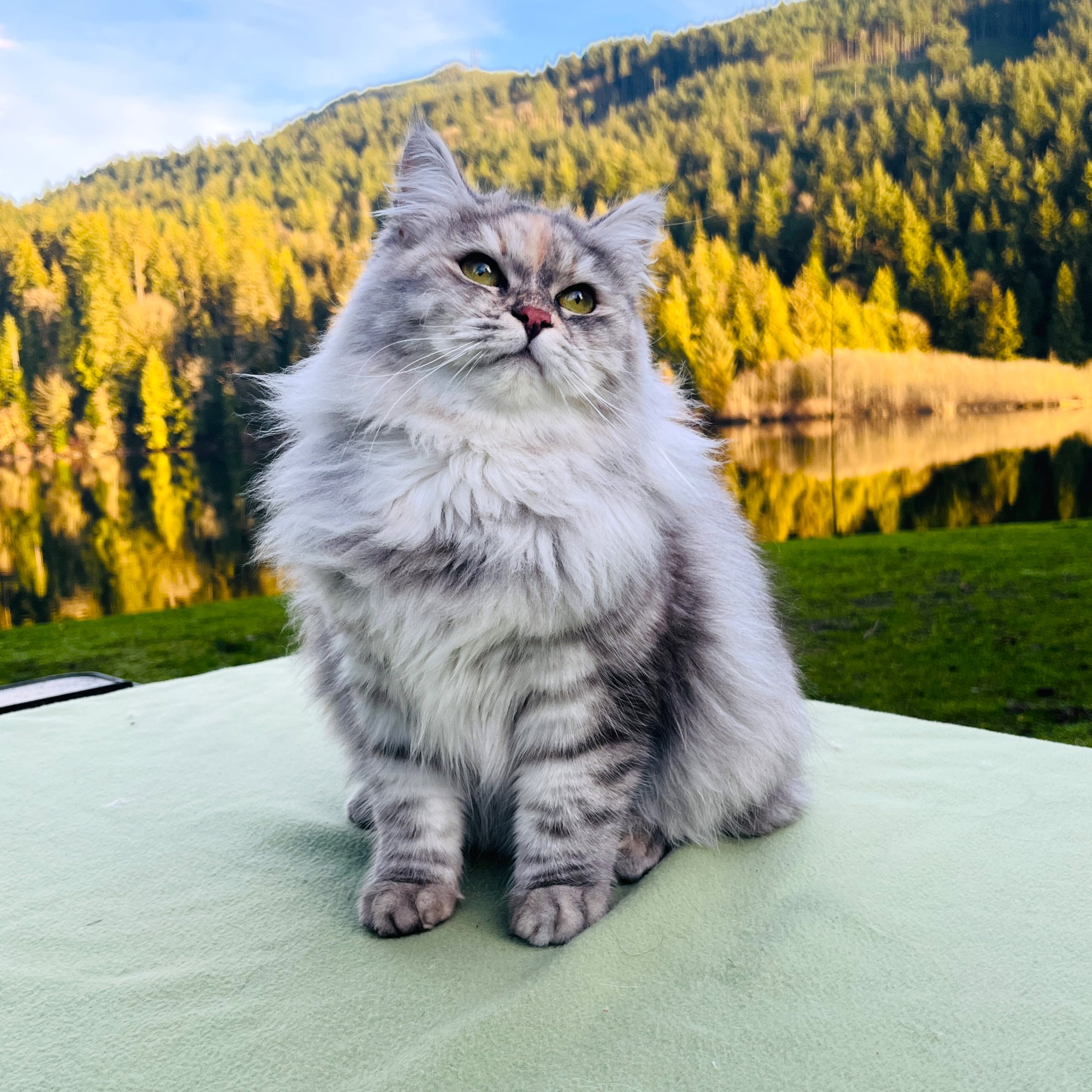 Daya - Blue Silver Torbie Siberian Queen