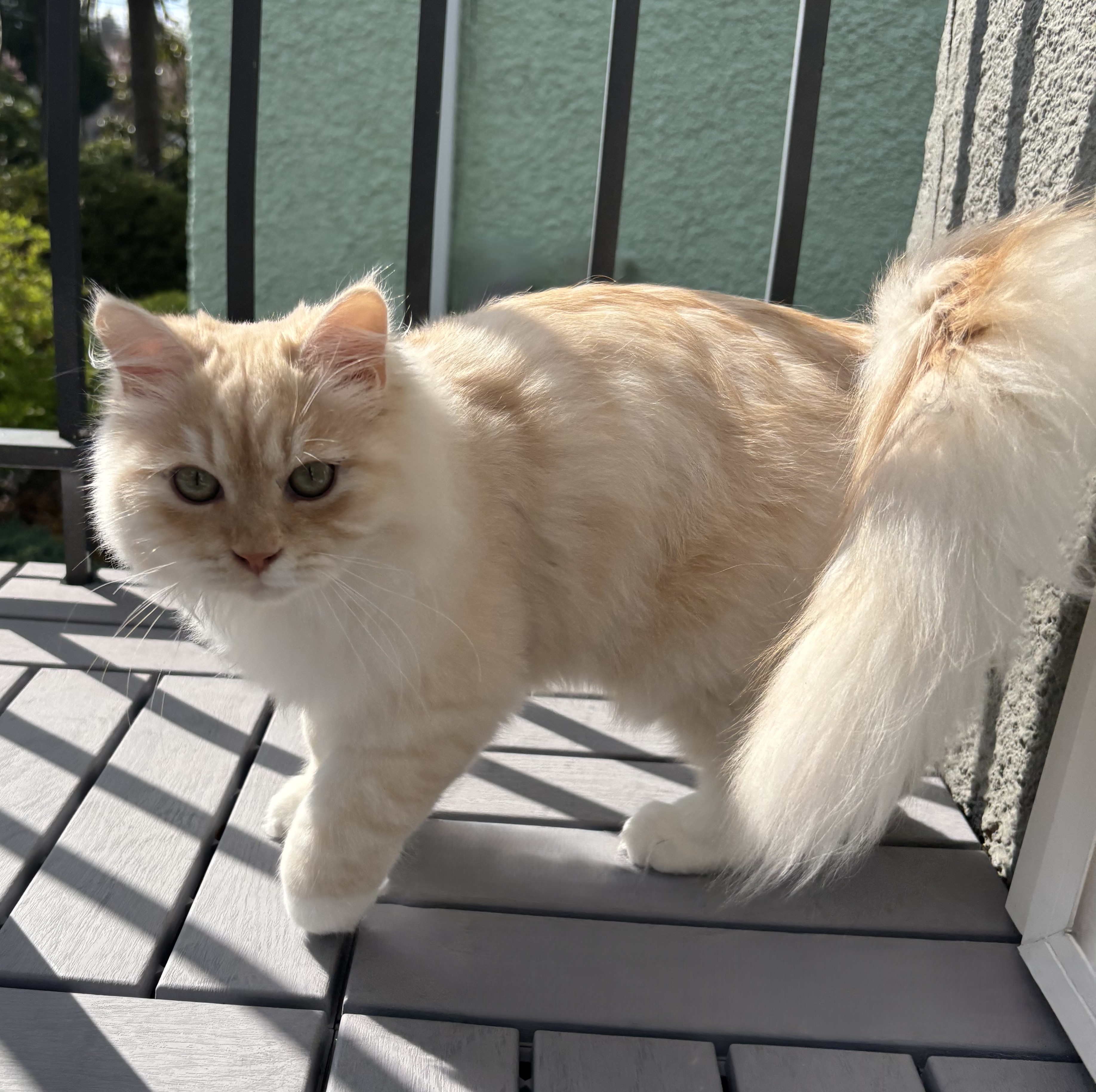Mishka the Siberian kitten playing