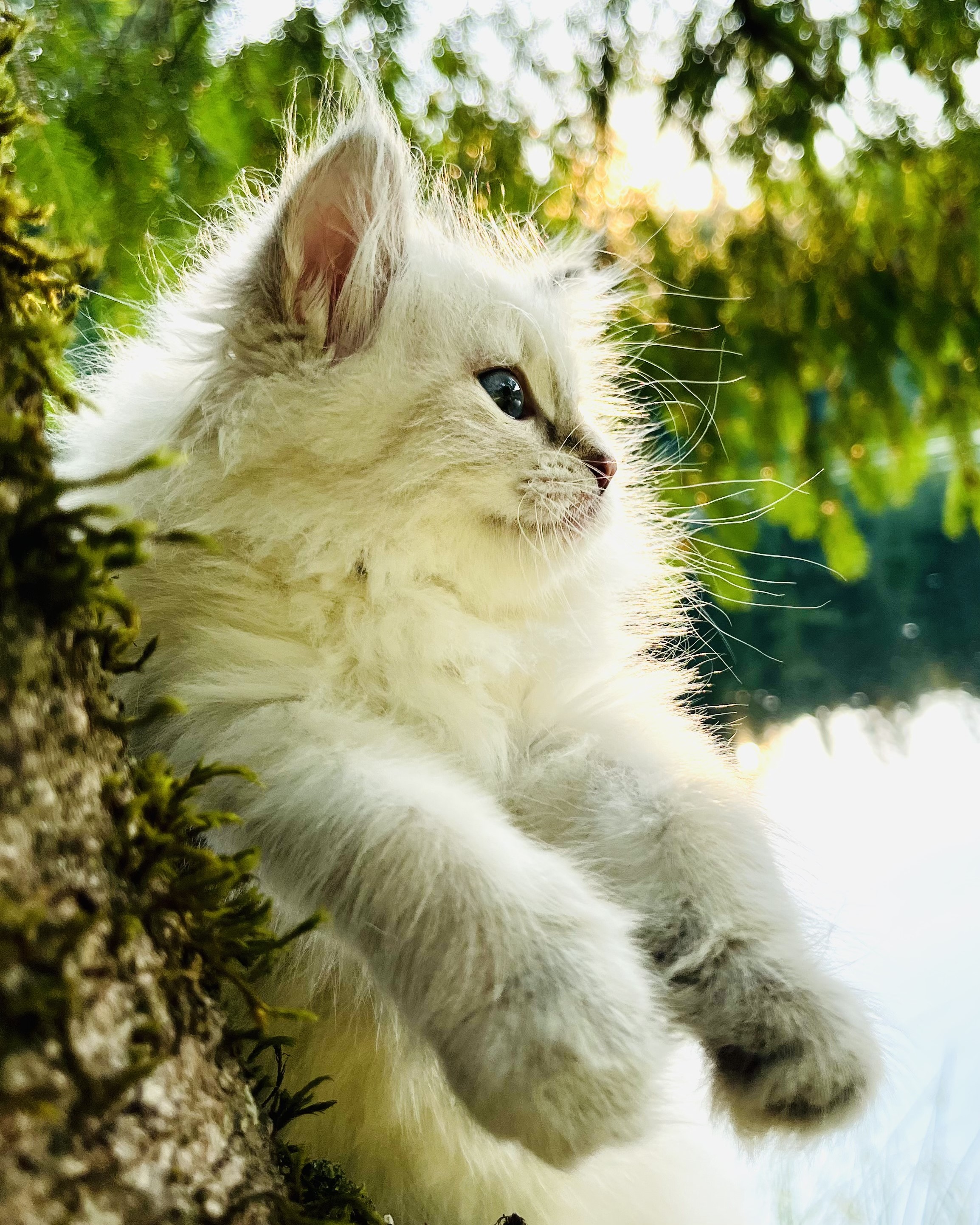 Siberian kitten playing