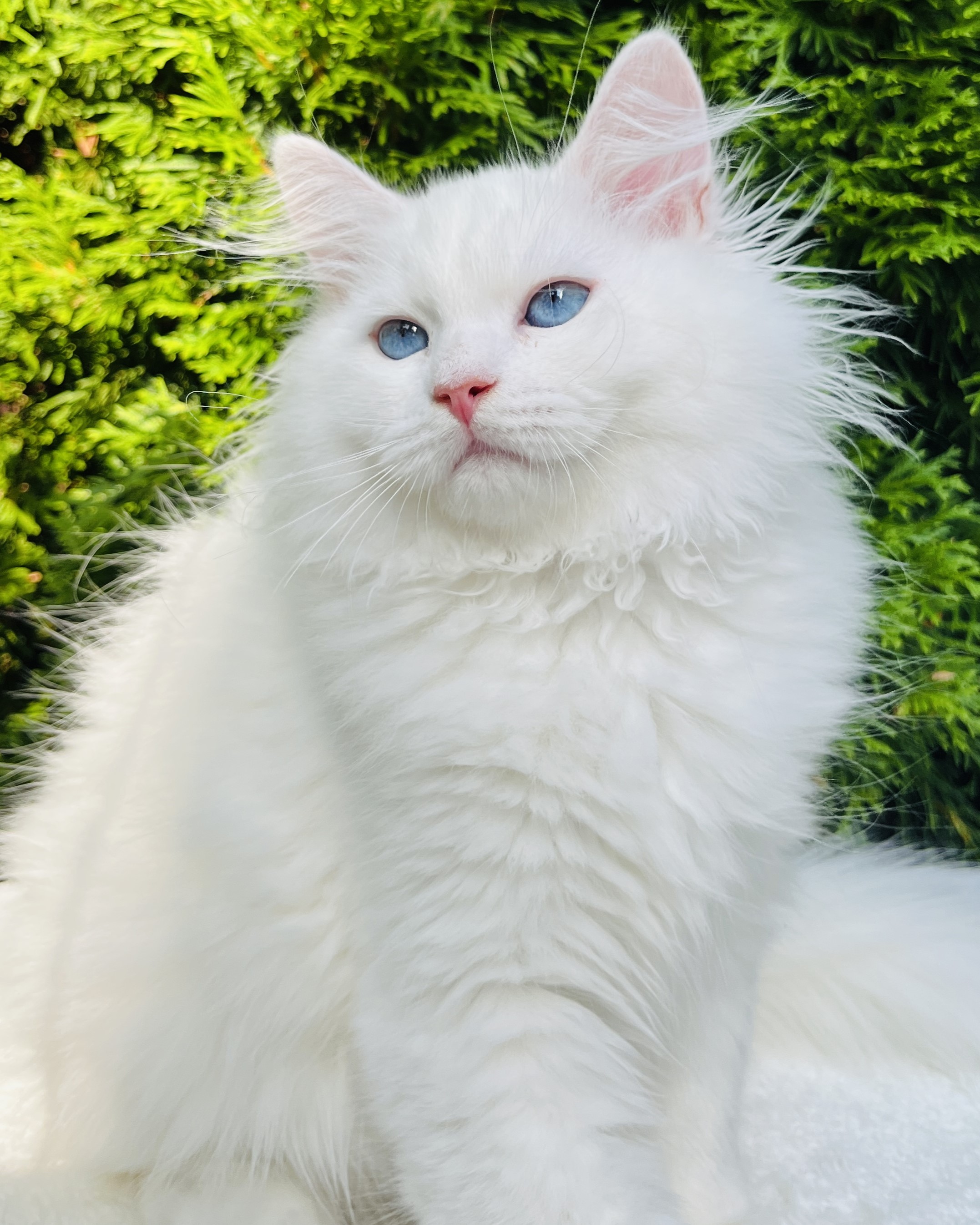 Siberian kitten looking curious