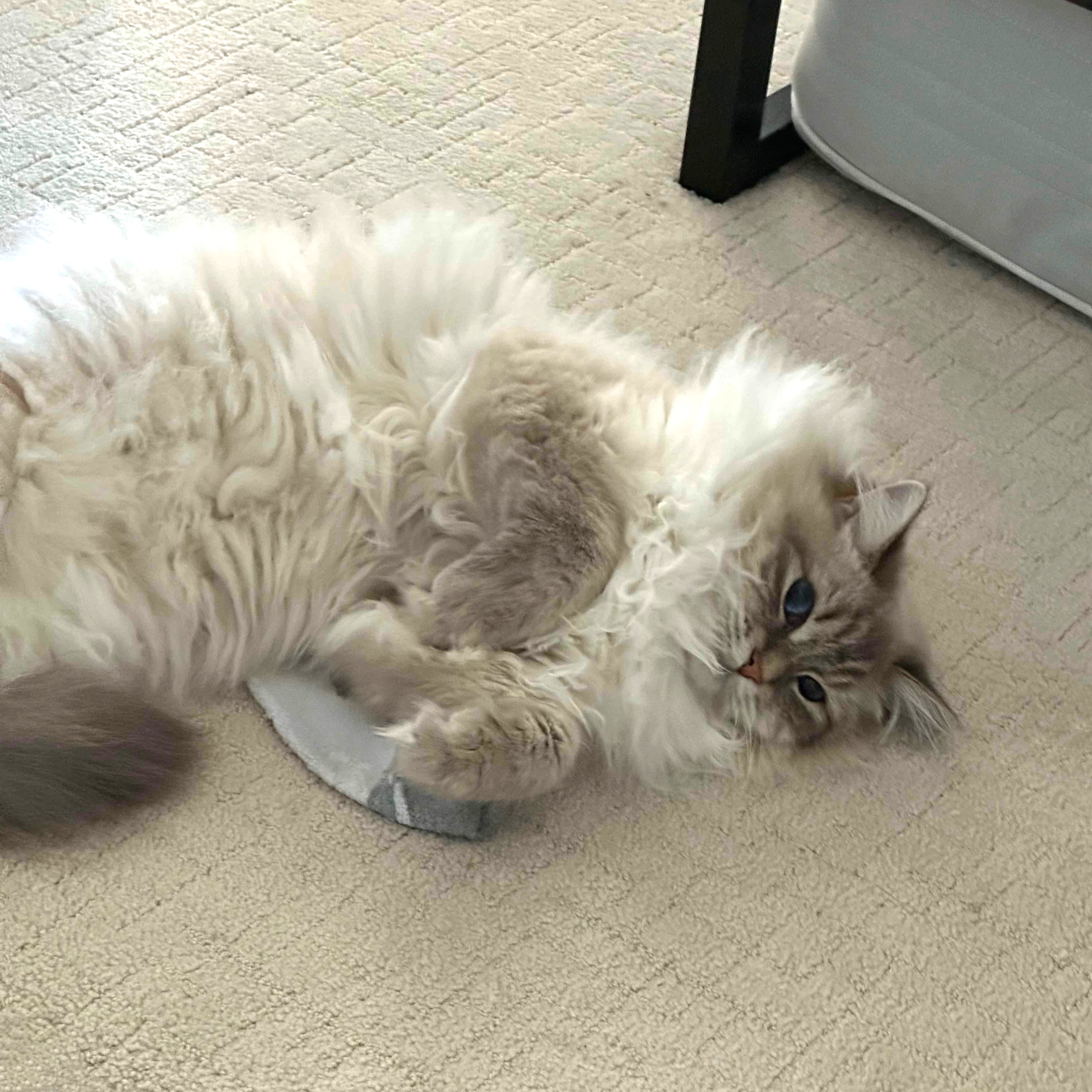 Lola the Siberian kitten playing