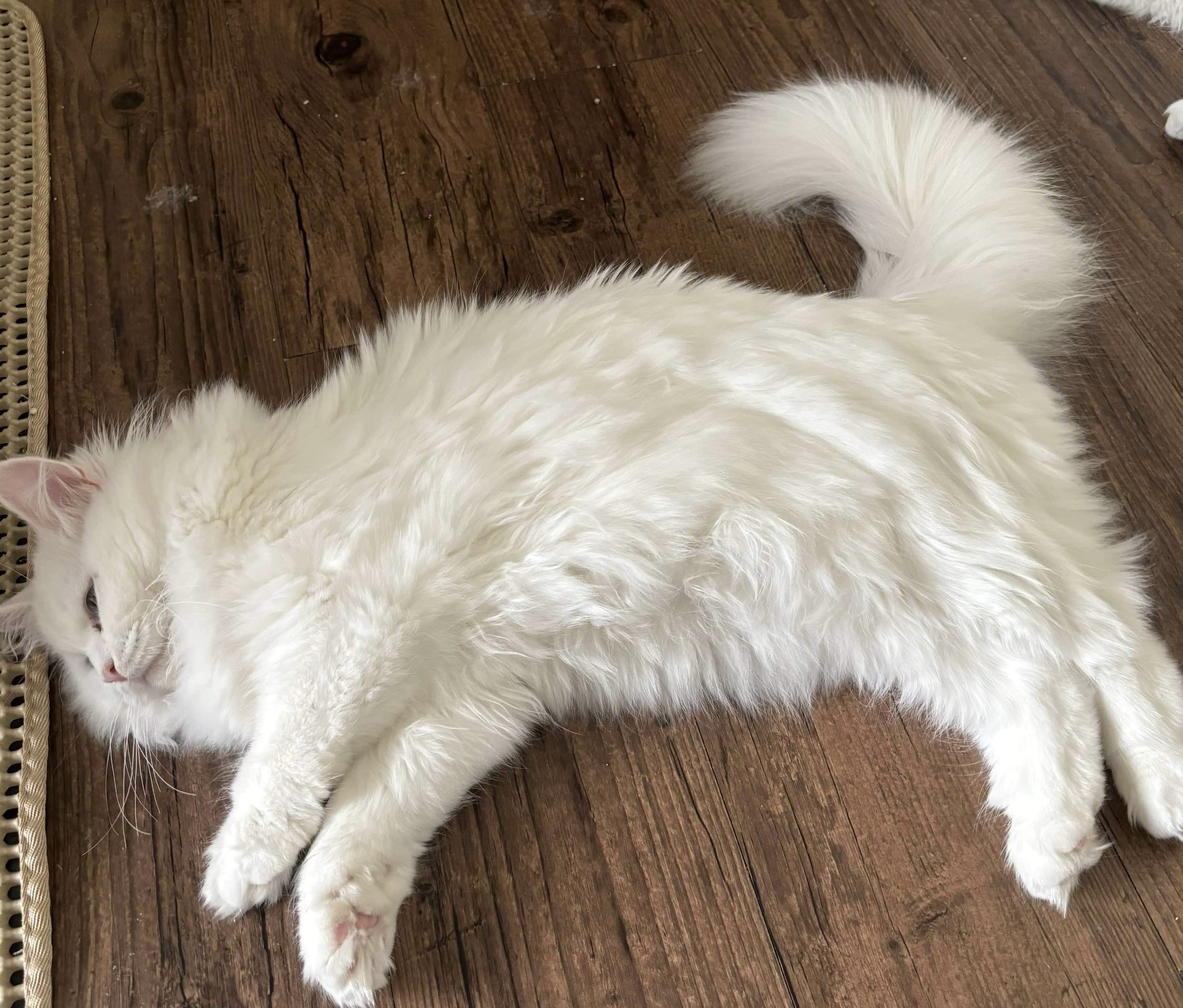 Sakura the Siberian kitten resting