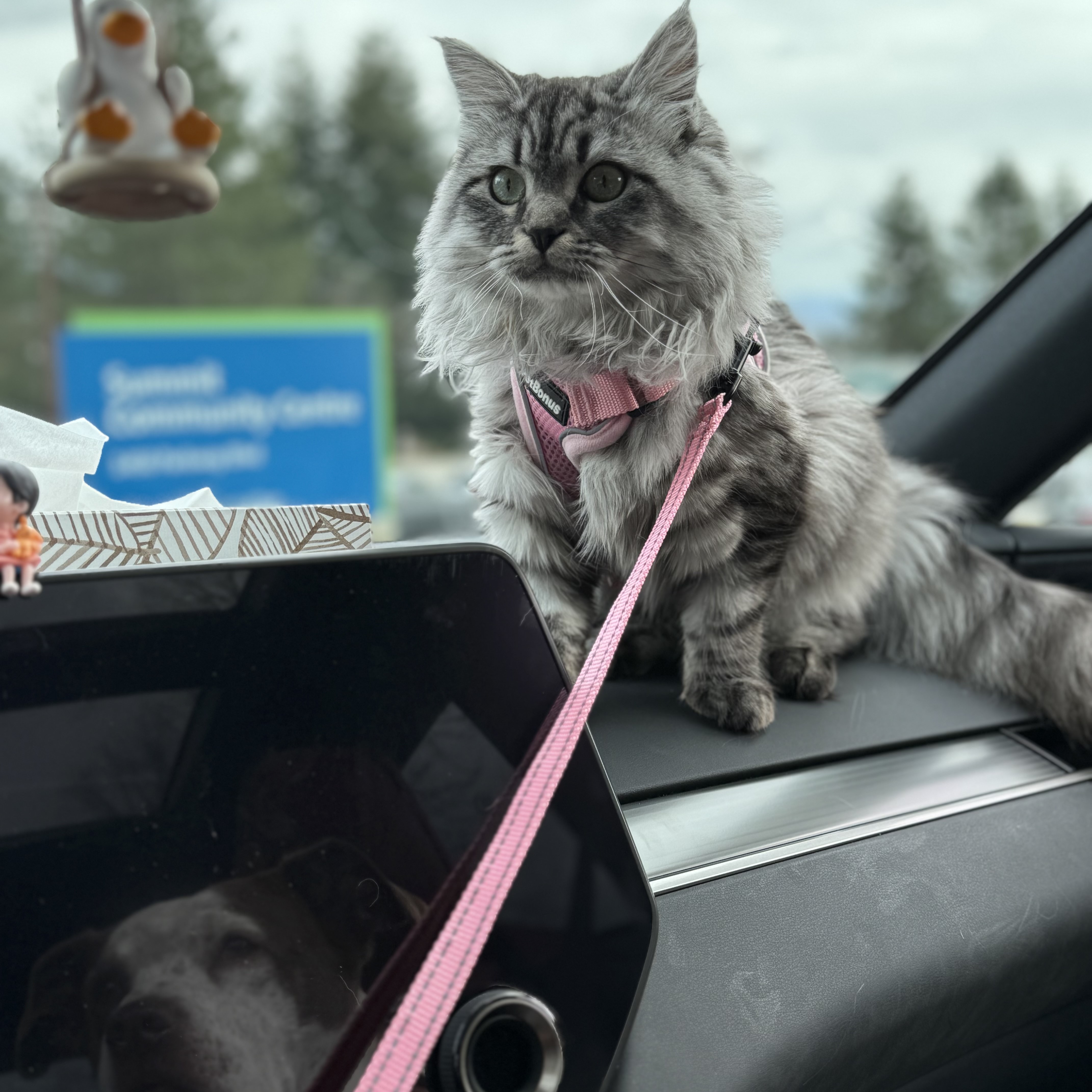 Mari the Siberian kitten playing