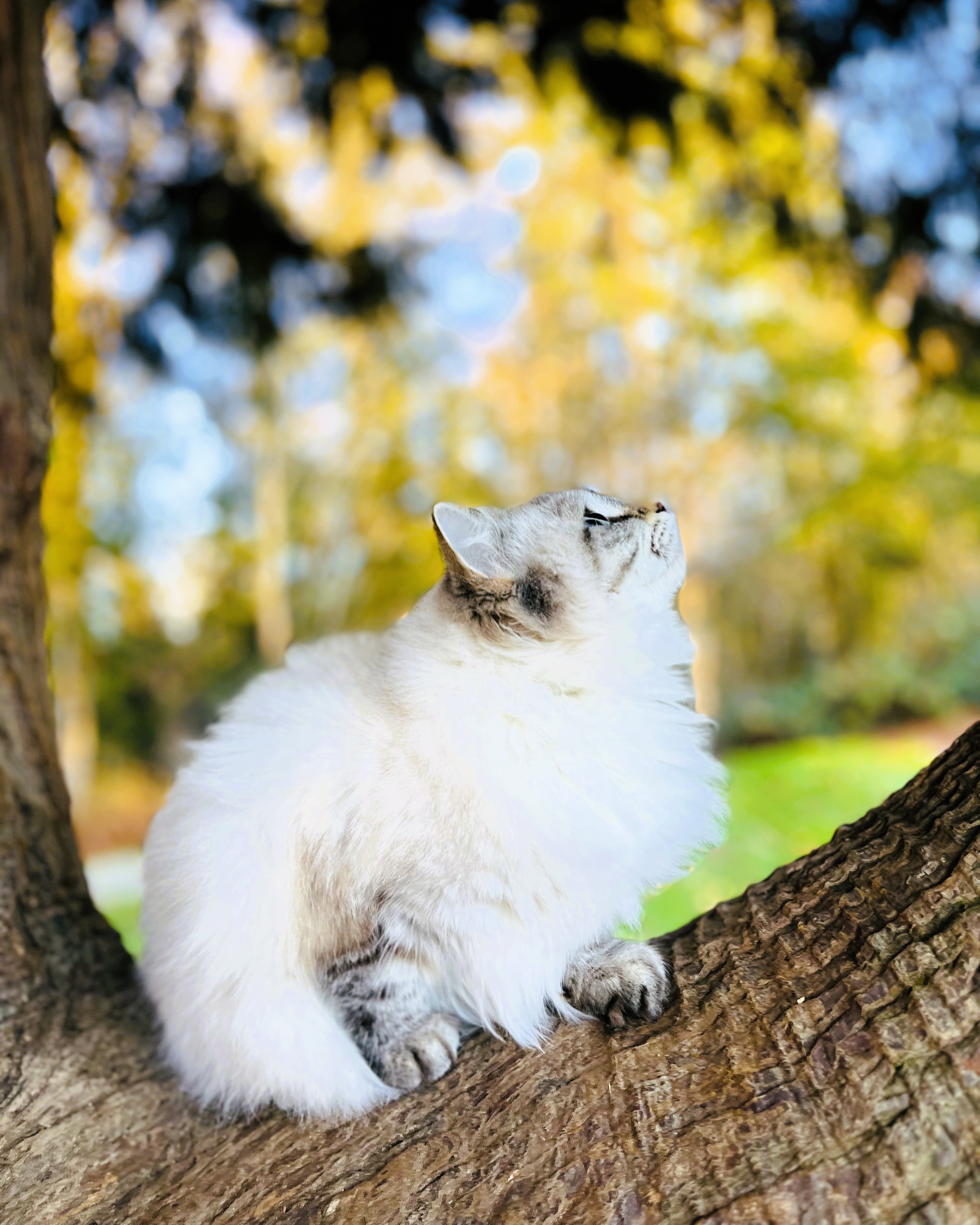 Siberian kitten resting